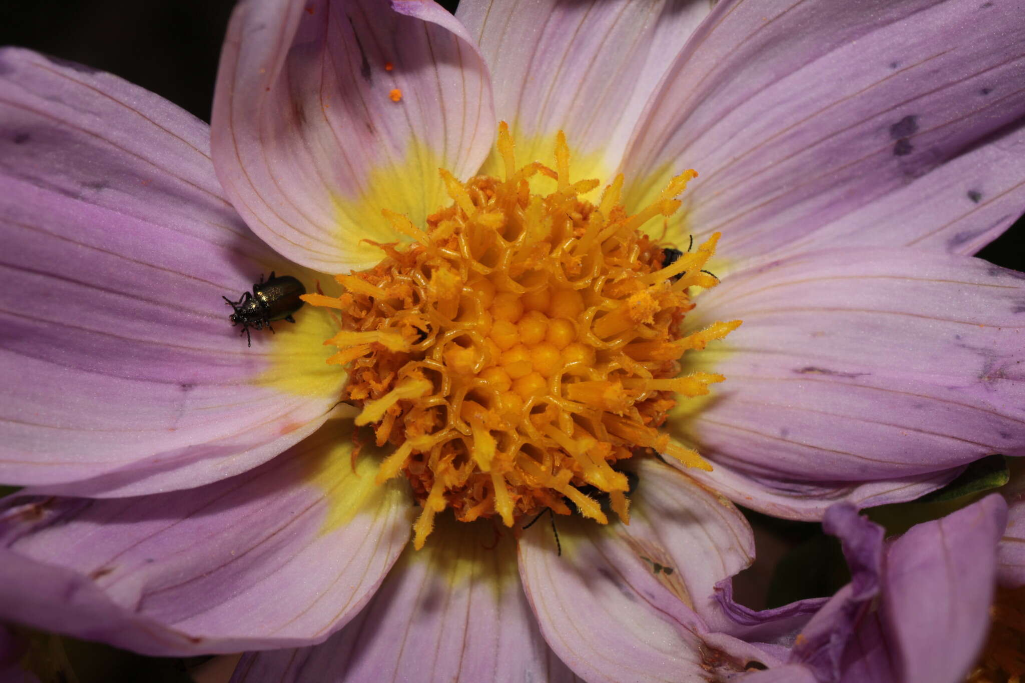 Image of Dahlia rupicola P. D. Sorensen