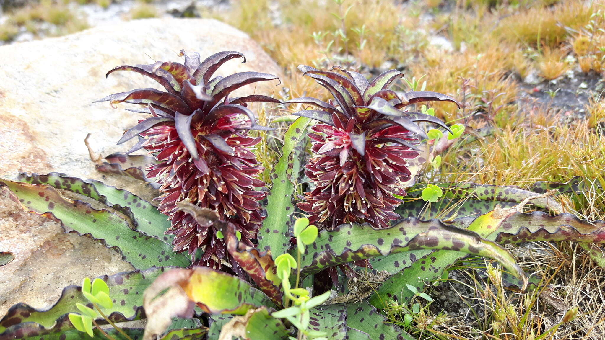 Image of Eucomis vandermerwei I. Verd.