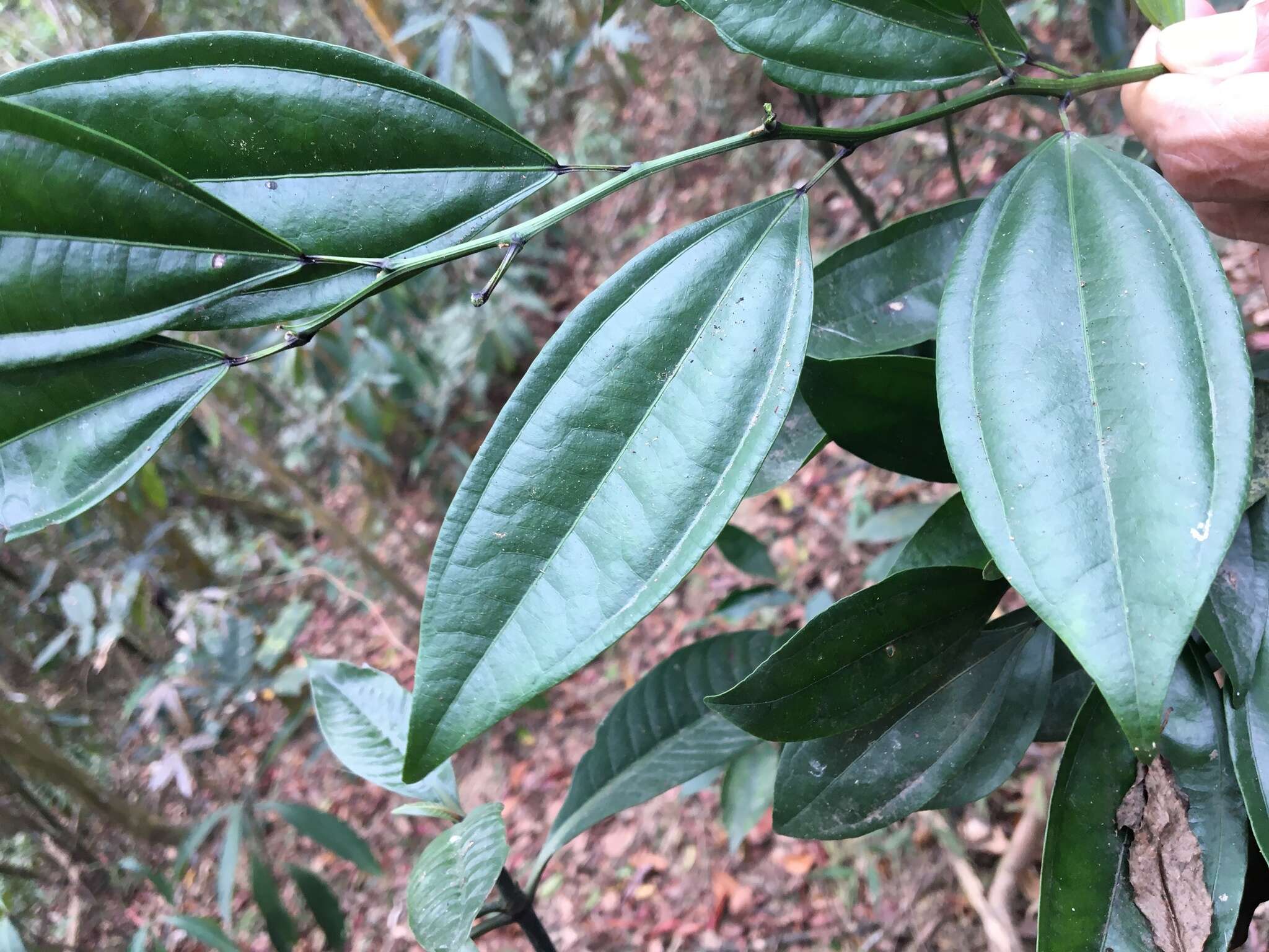 Image of laurel-leaf snailseed