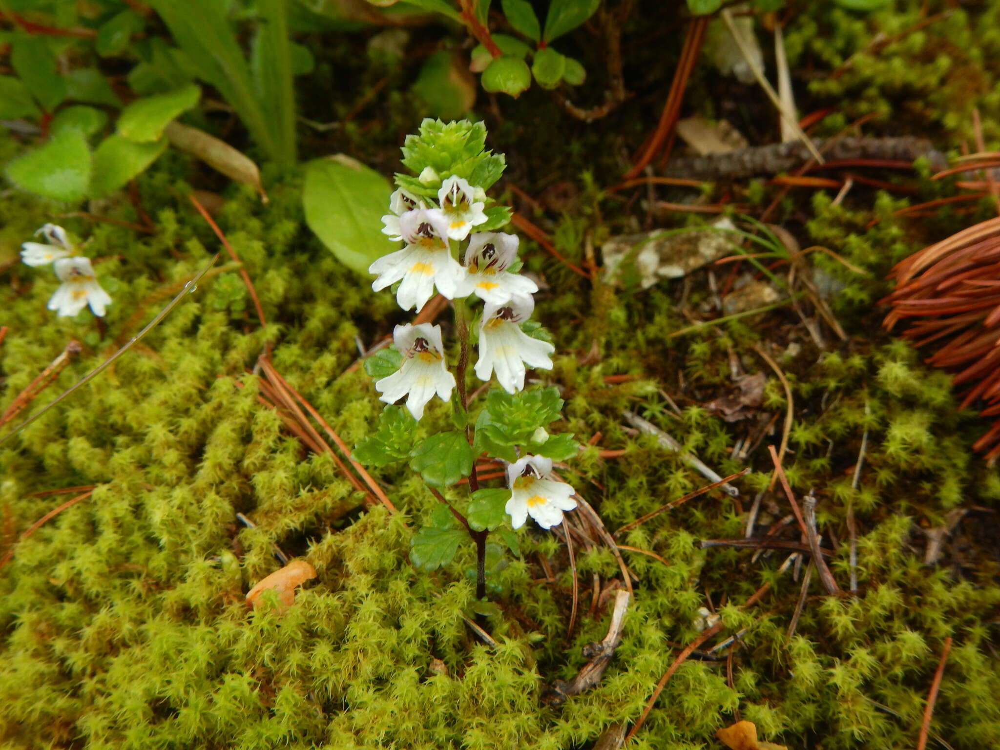 Imagem de Euphrasia insignis Wettst.