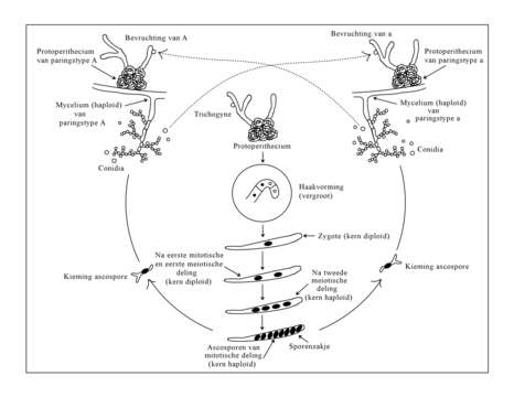 Plancia ëd Neurospora