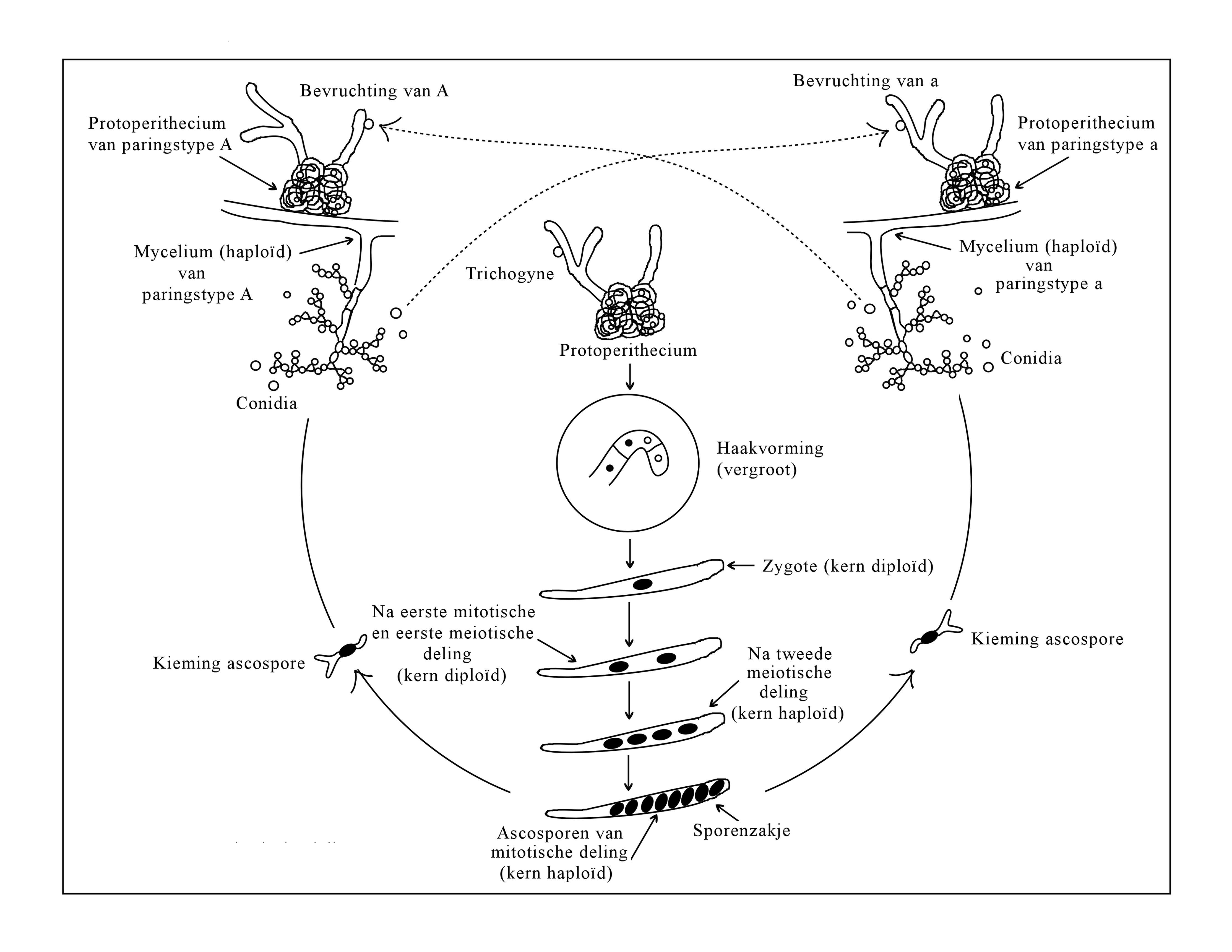 Image of Neurospora