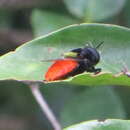 Image of Afrodontomyia impressa (Curran 1928)