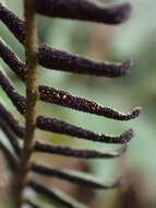 Image of Bolbitis rhizophylla (Kaulf.) Hennipman