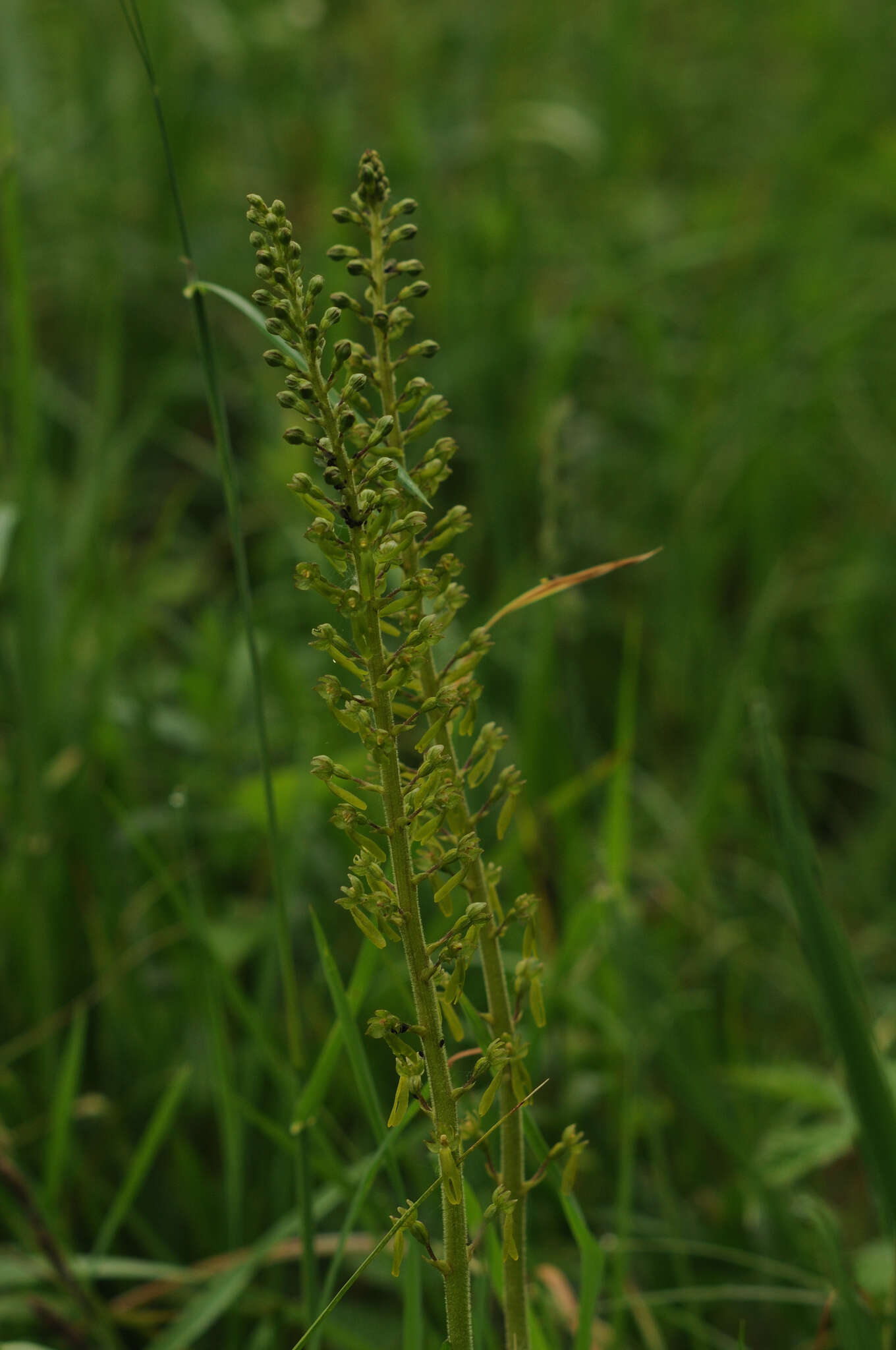 Image of Common twayblade