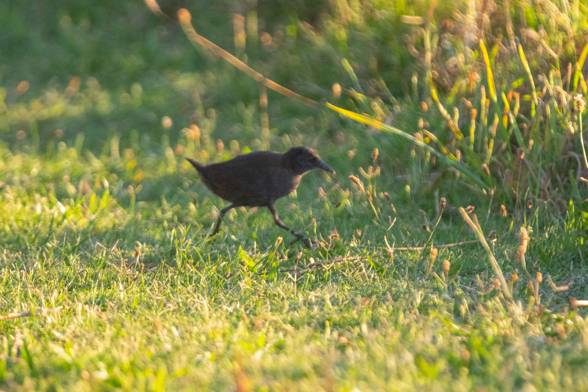 Image of Spotless Crake