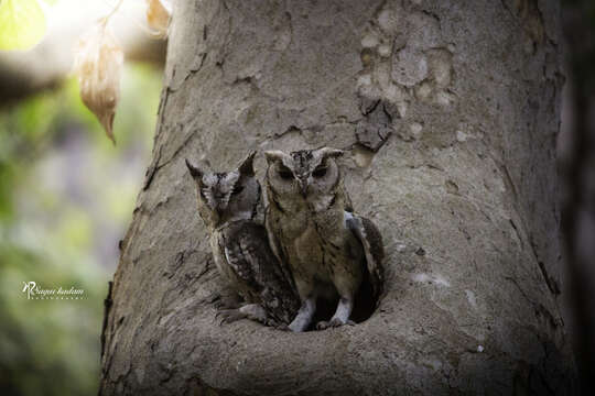 Image of Indian Scops Owl