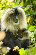 Image of Lion-tailed Macaque