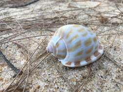 Image of checkered bonnet