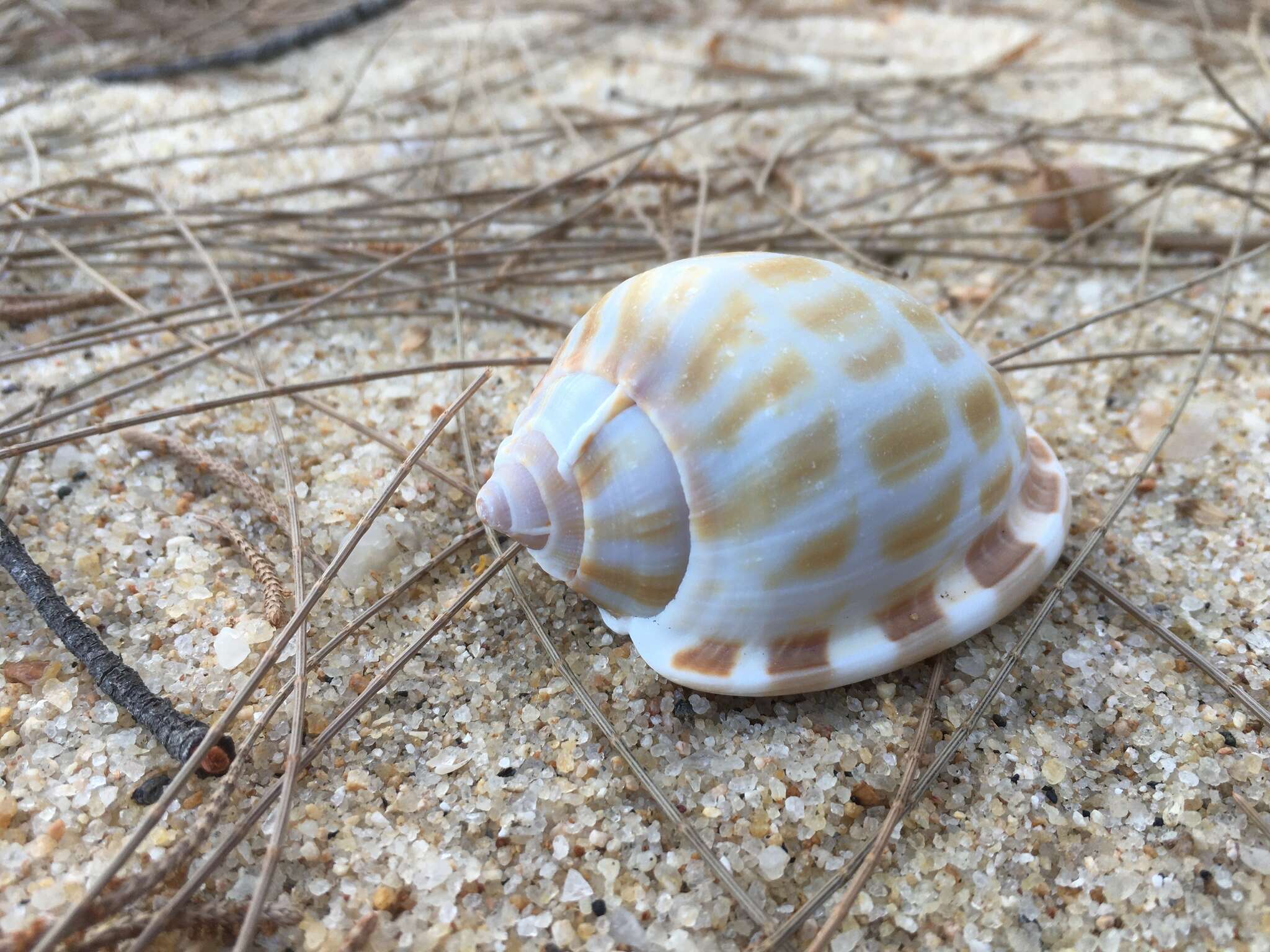 Image of checkered bonnet