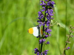 Image of orange tip