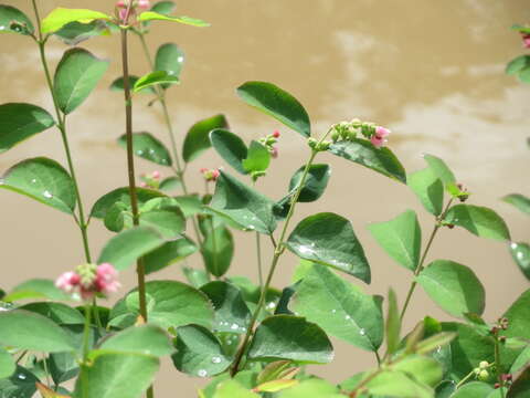 Image of common snowberry