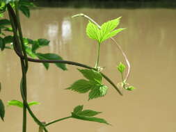 Image of common hop