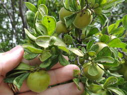 Image de Diospyros texana Scheele