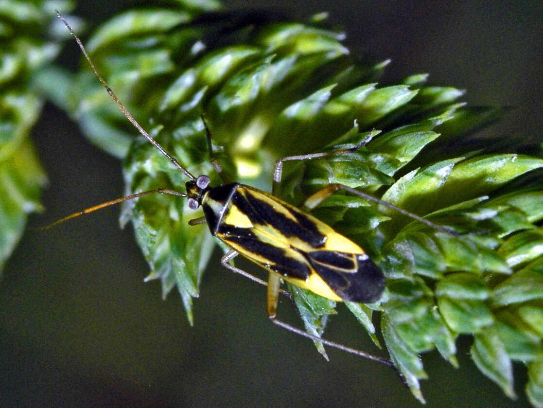 Image of Two-spotted Grass Bug