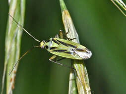 Image of Two-spotted Grass Bug