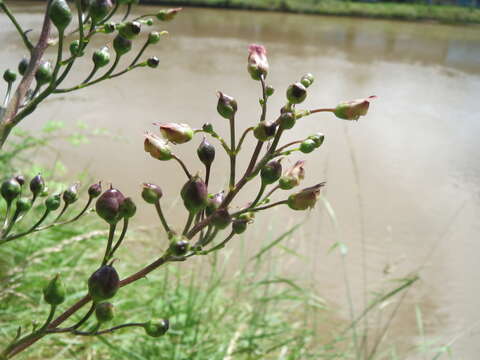 Imagem de Scrophularia nodosa L.