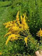 Image of early goldenrod