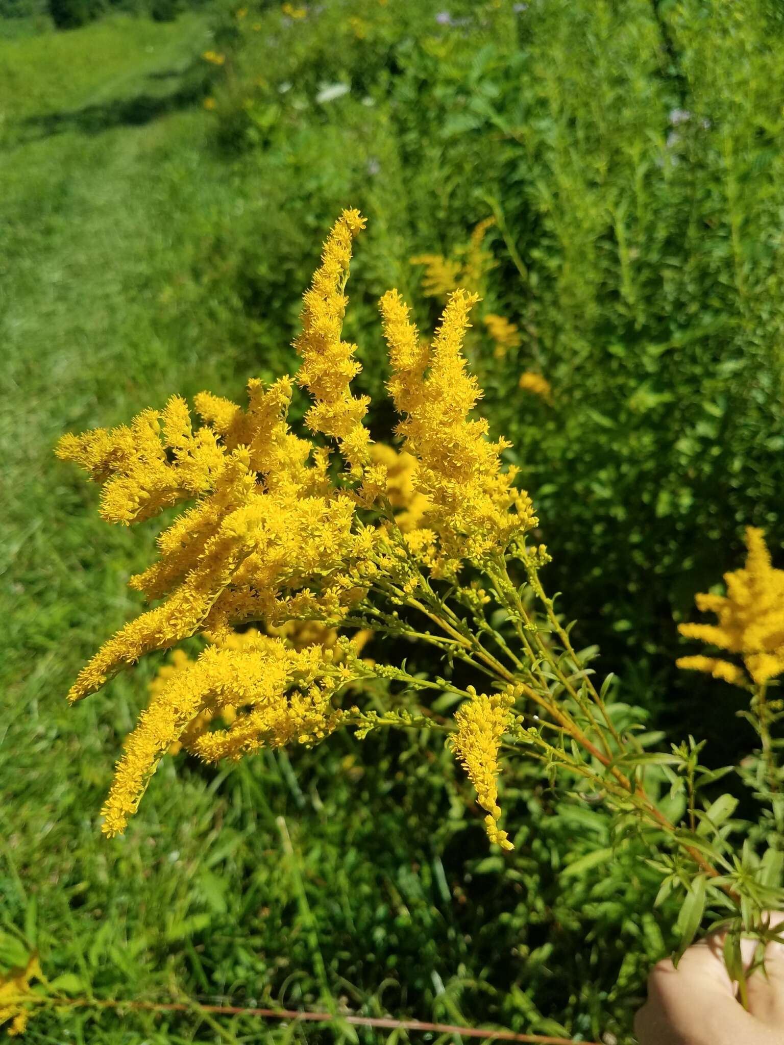 صورة Solidago juncea Ait.