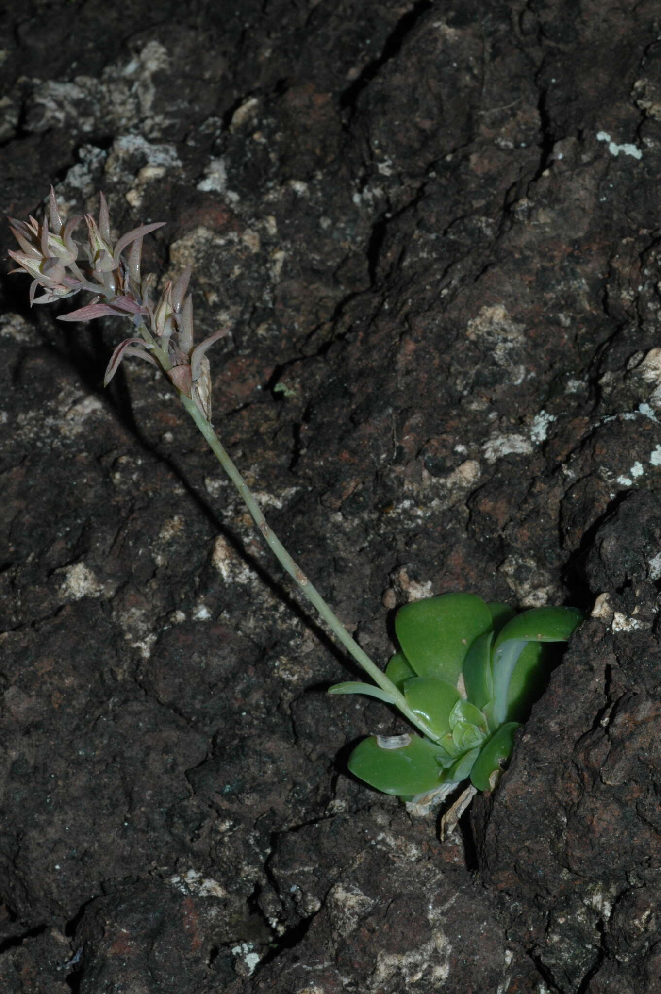 Sivun Echeveria calycosa Moran kuva