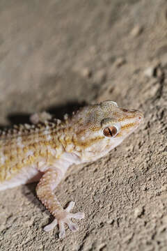 Image of Morocco Wall Gecko