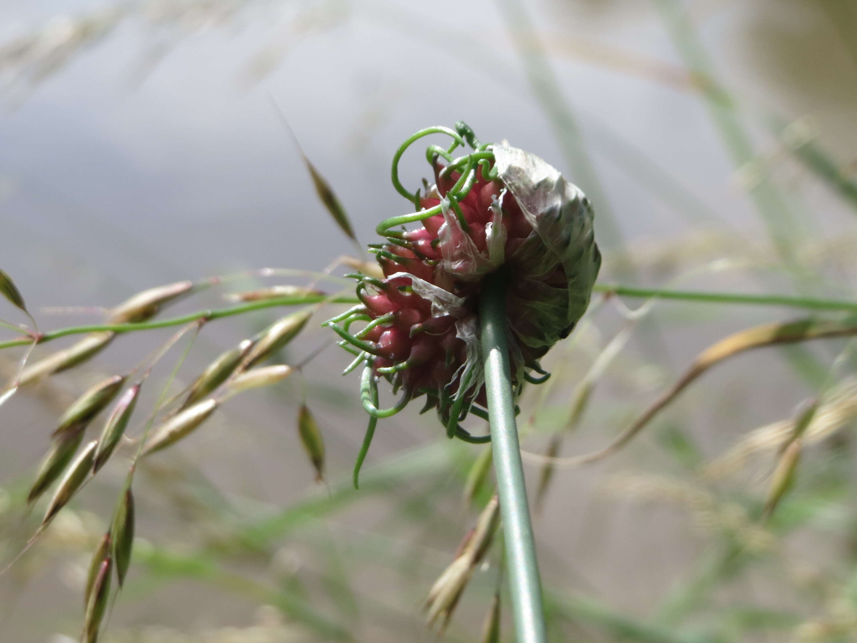 Allium scorodoprasum L.的圖片