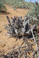 صورة Ceropegia incarnata subsp. hottentotorum (N. E. Br.) Bruyns