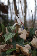 Image of Dog tooth lily