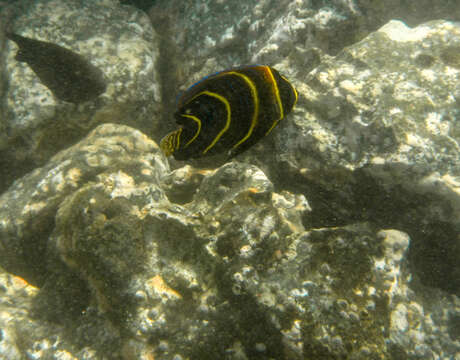 Image of Cortez Angelfish