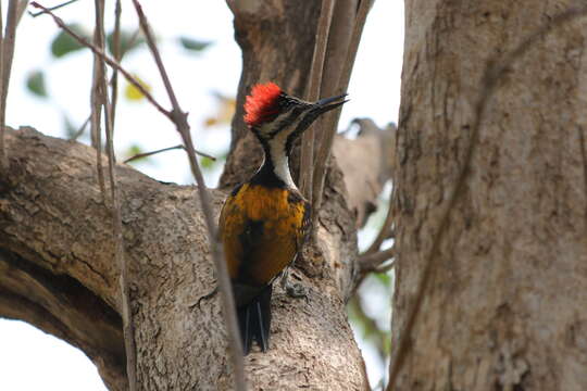 Image of Black-rumped Flameback