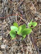 Sivun Arctostaphylos virgata Eastw. kuva