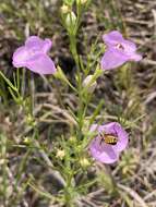 Слика од Agalinis aspera (Dougl.) Britt.