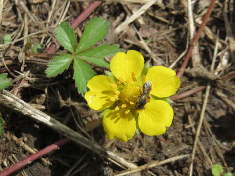 Imagem de Potentilla reptans L.