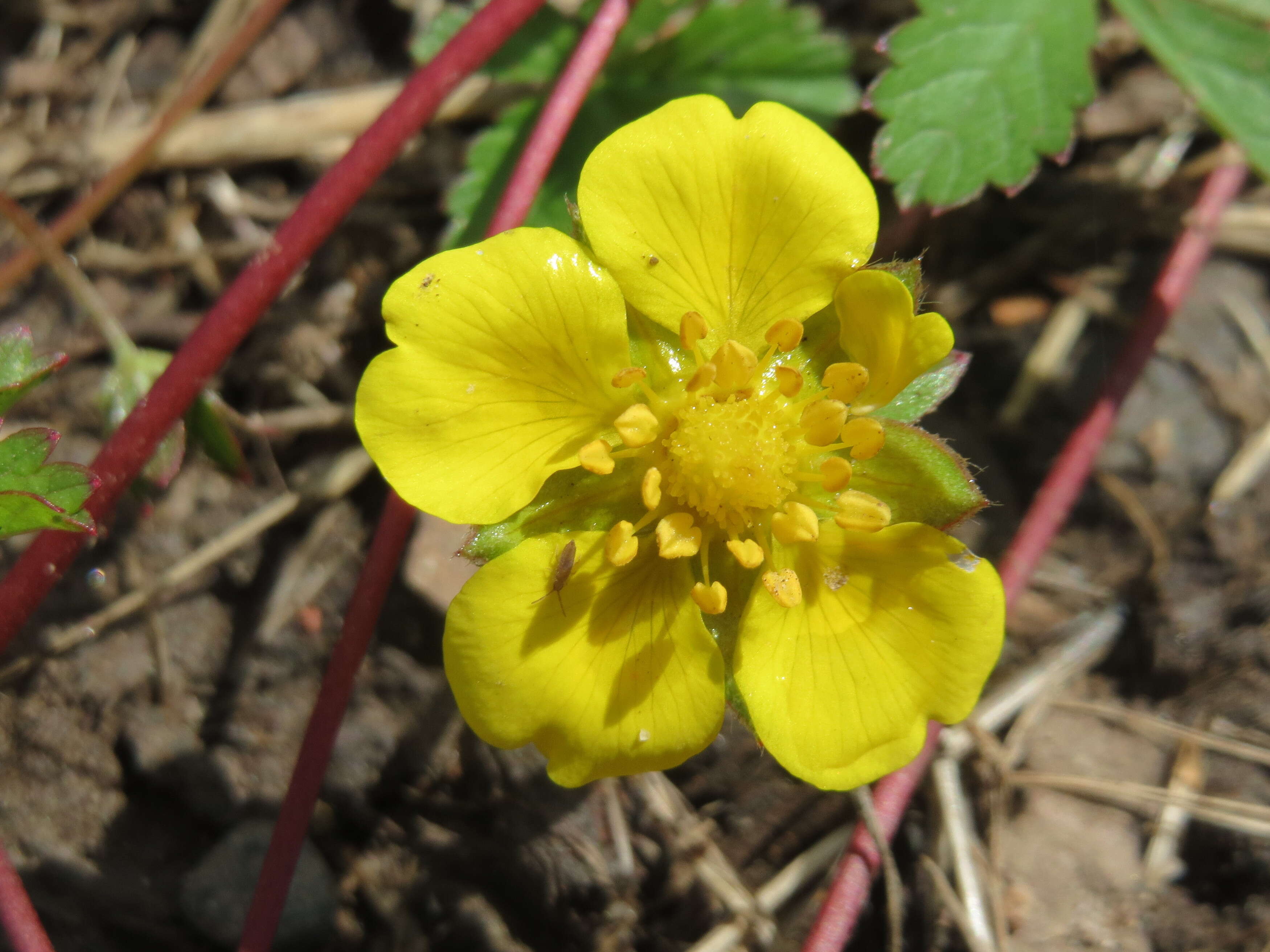 Imagem de Potentilla reptans L.