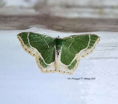 Hemithea ochrolauta (Warren 1894) resmi