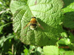 Sericomyia superbiens (Muller 1776) resmi