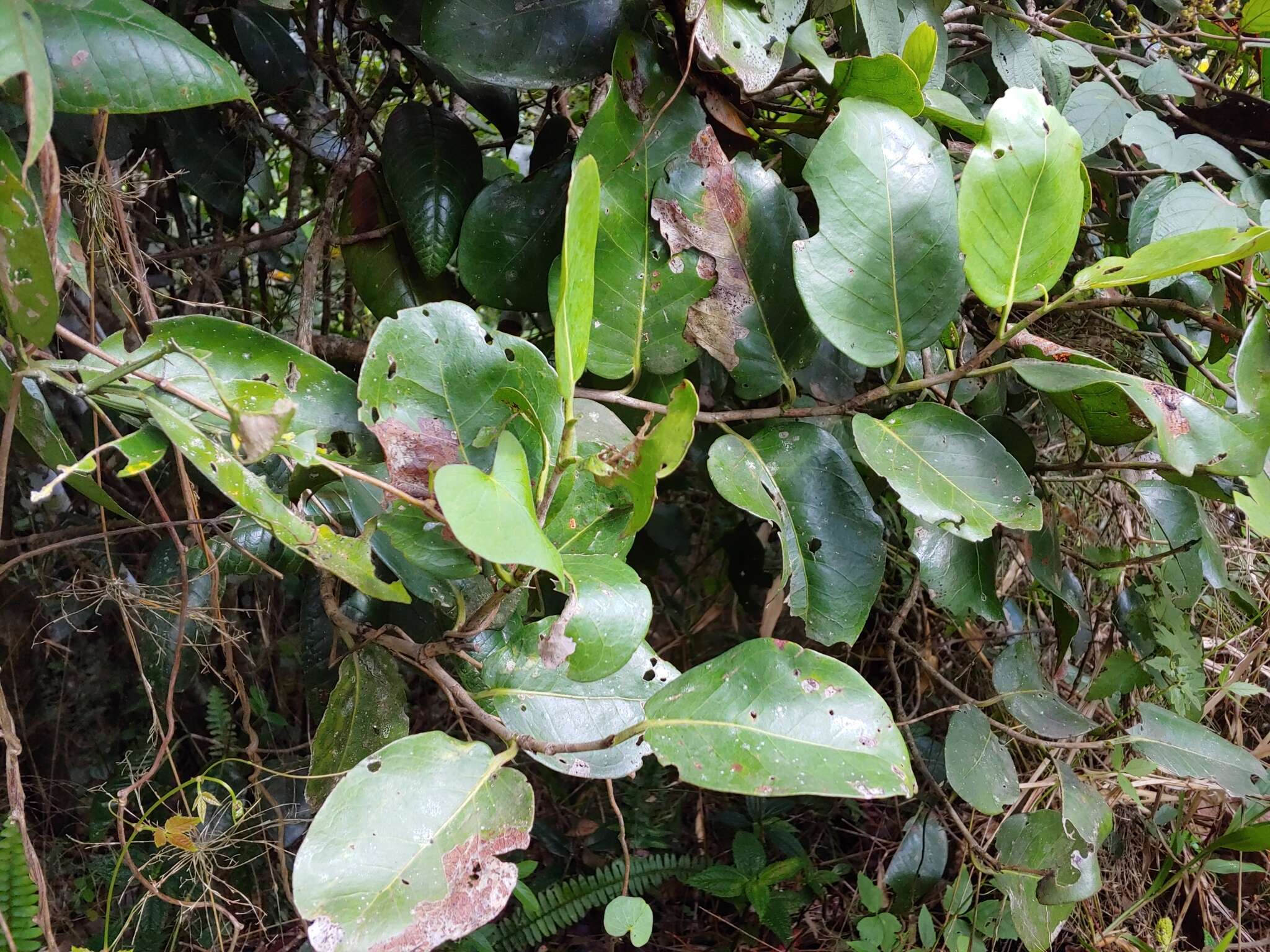 Image of Coccoloba swartzii urbaniana (Lindau) Howard