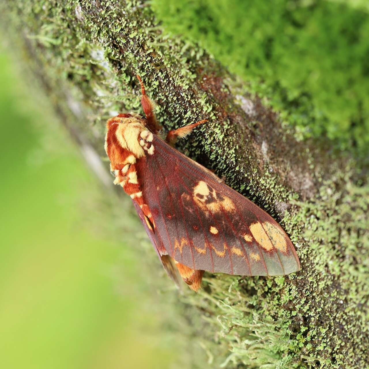 Image of Citheronia hamifera Rothschild 1907