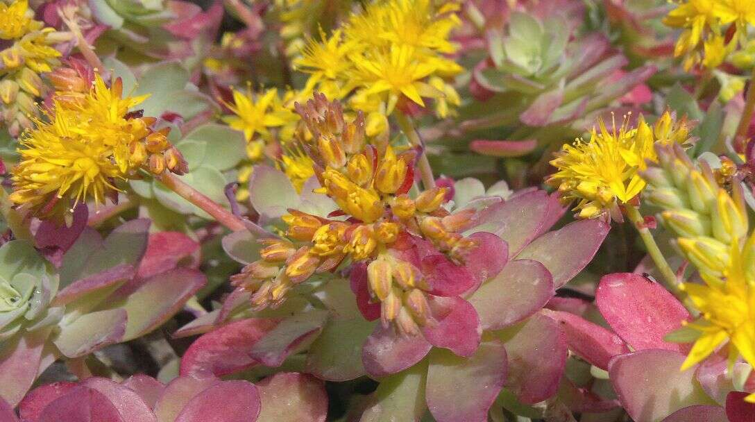 Image de Aeonium haworthii Salm-Dyck ex Webb & Berth.