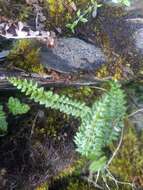 Imagem de Polystichum lachenense (Hook.) Bedd.