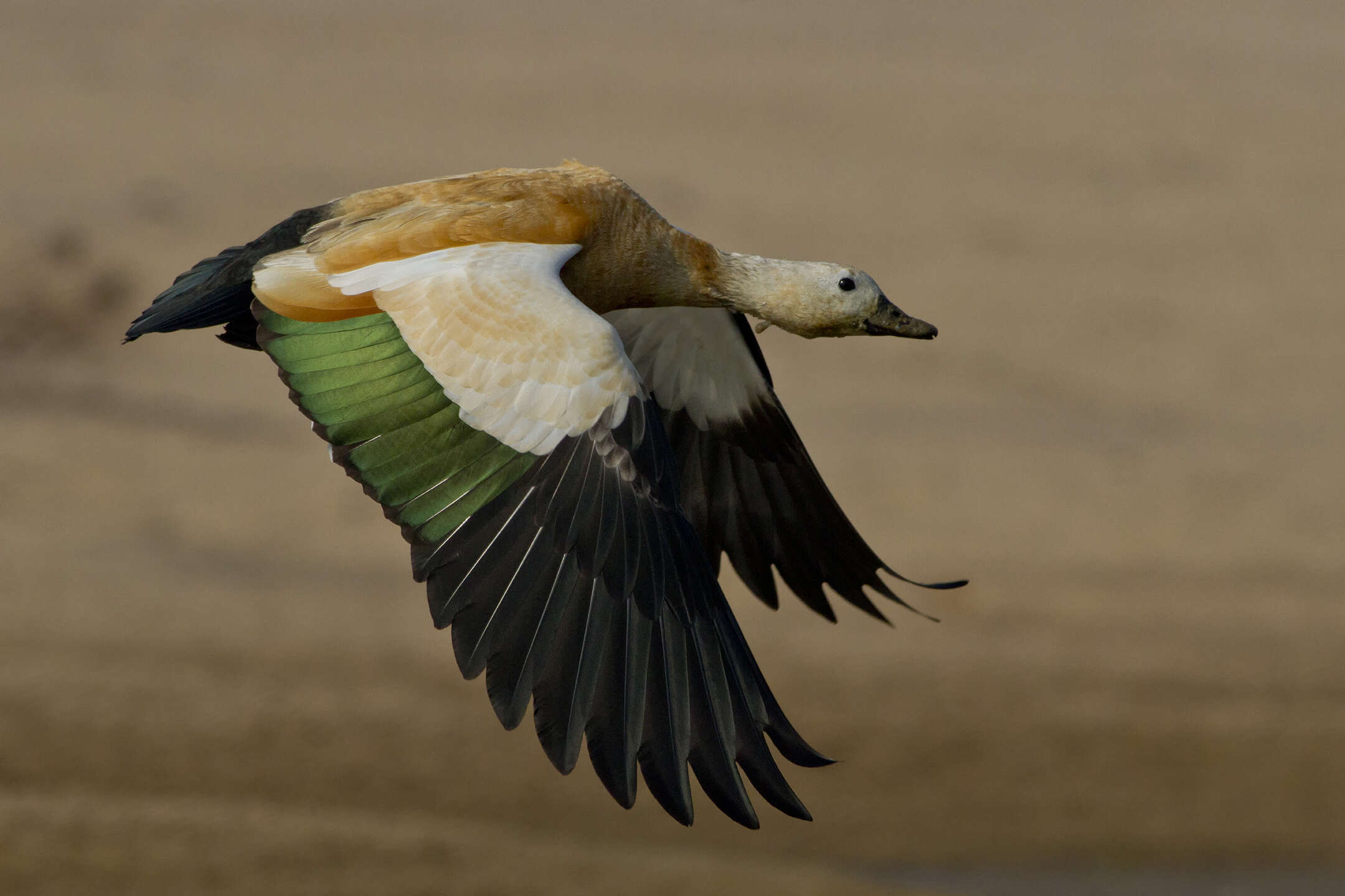 Image of Ruddy Shelduck