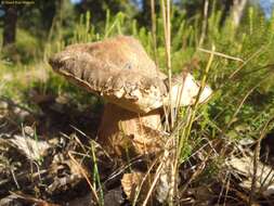 Sivun Boletus aereus Bull. 1789 kuva