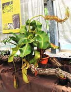 Image of Pitcher plant