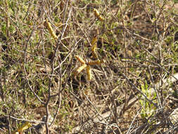 Image of Argentine screwbean