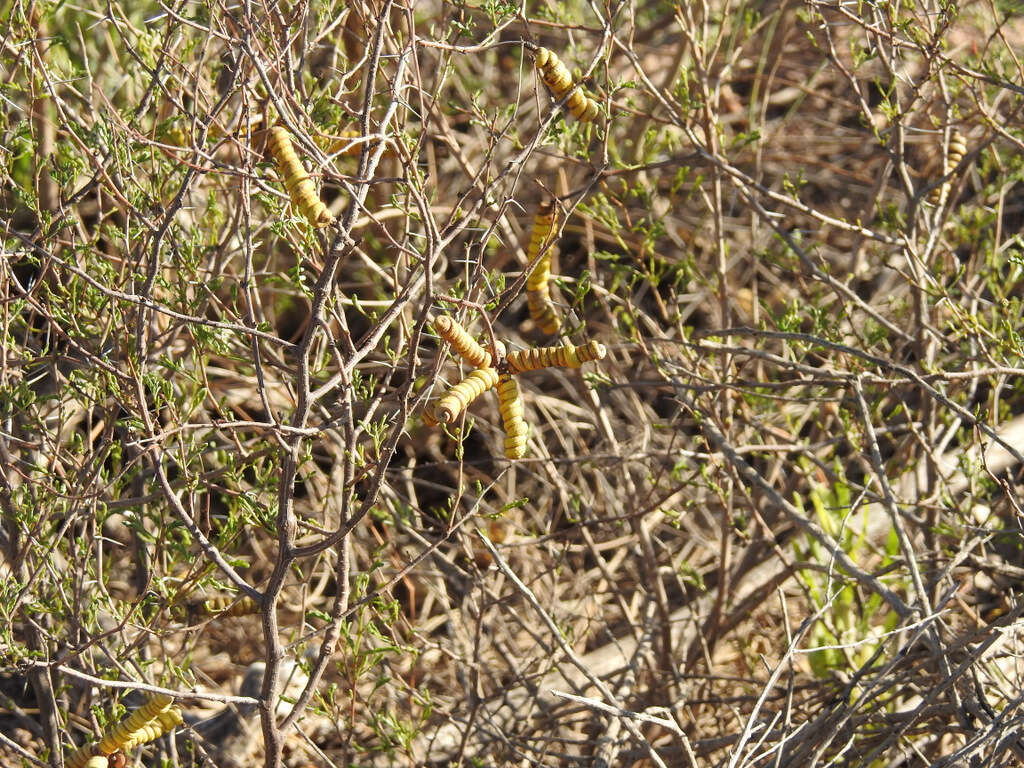 Image of Argentine screwbean