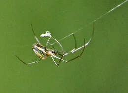 Image of Leucauge regnyi (Simon 1898)