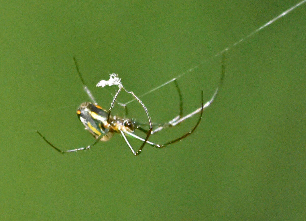 Image of Leucauge regnyi (Simon 1898)