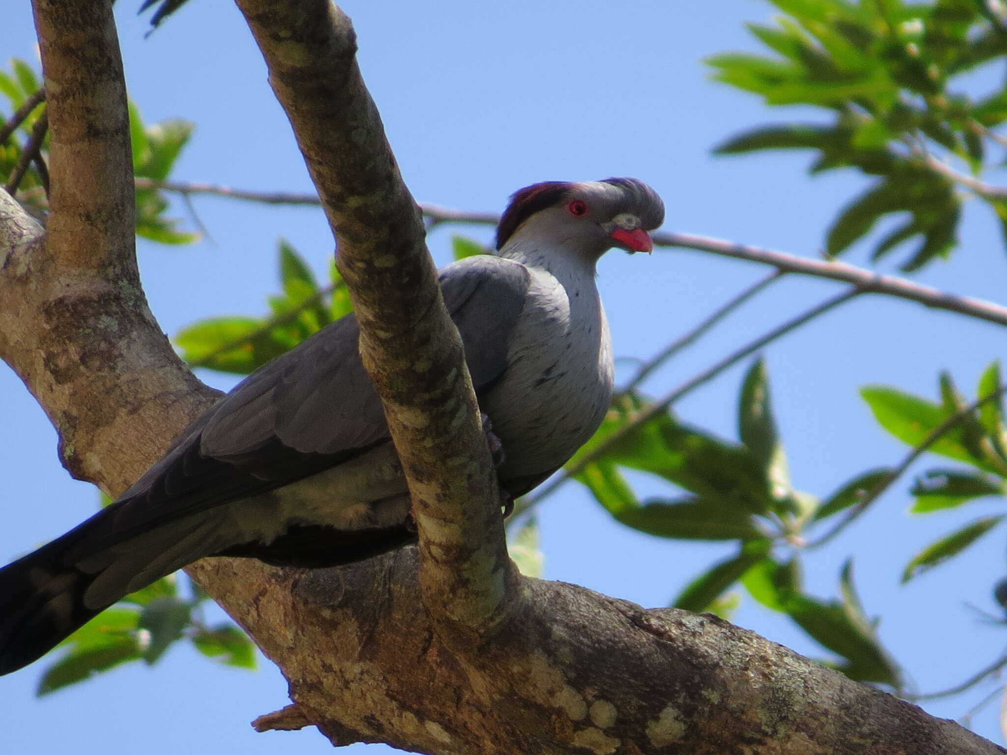 Image of Topknot Pigeons