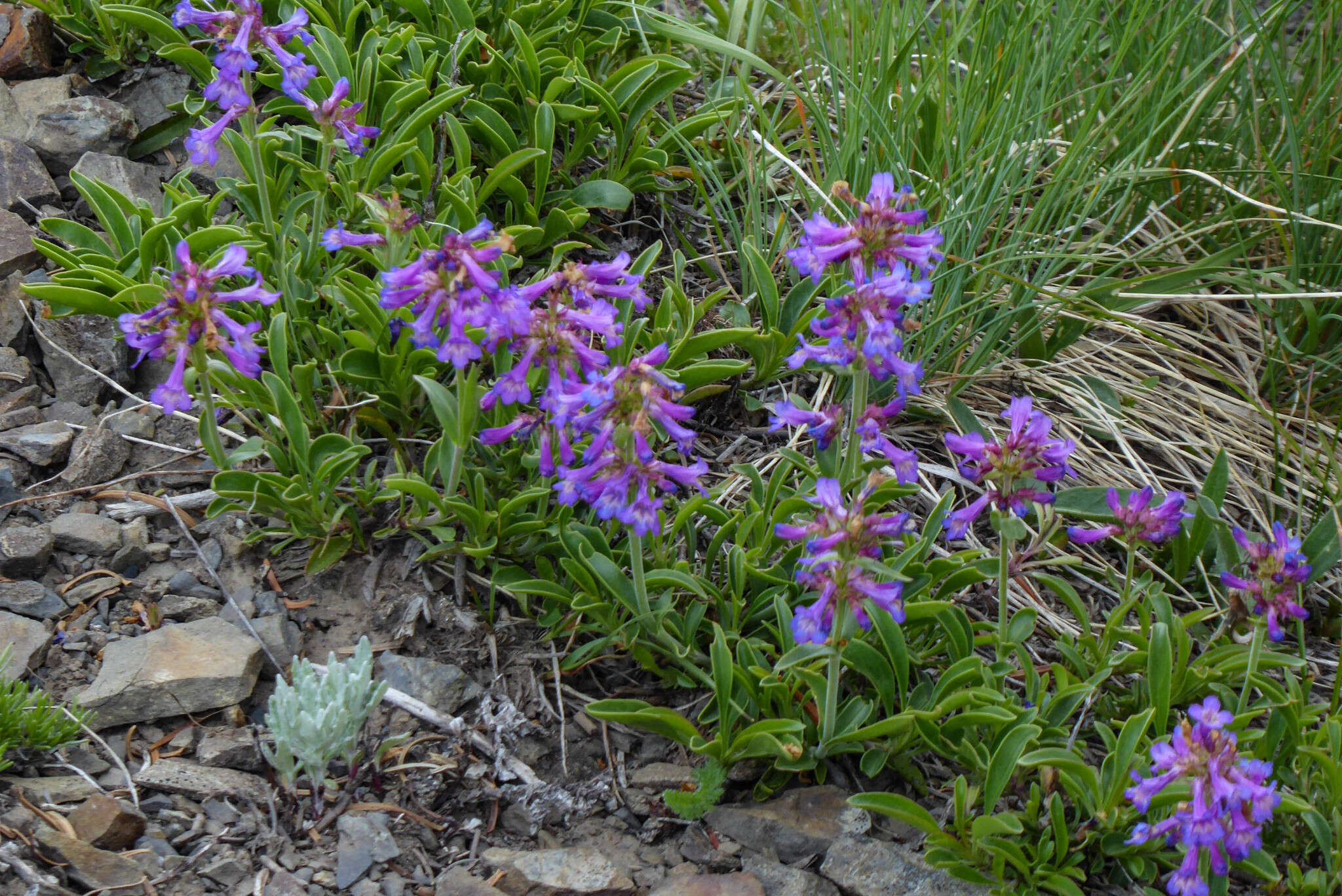 Penstemon procerus Dougl. ex Graham resmi