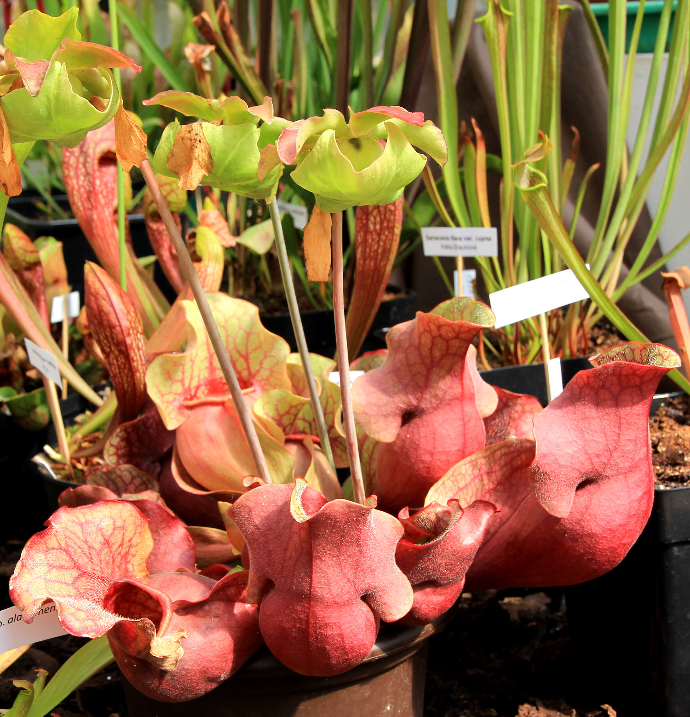 Image of purple pitcherplant